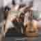 Nylon Guitar Singer Songwriter