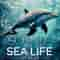 Sounds Of Sea Life